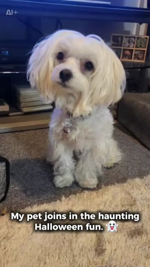 TikTok video thumbnail by vanilla.noa.ti.3333