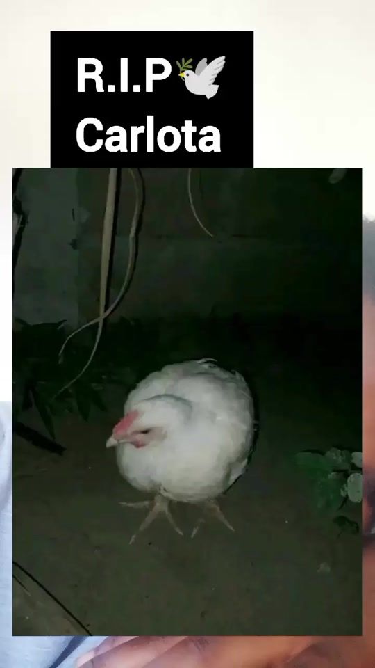 TikTok video thumbnail by bm__o_o