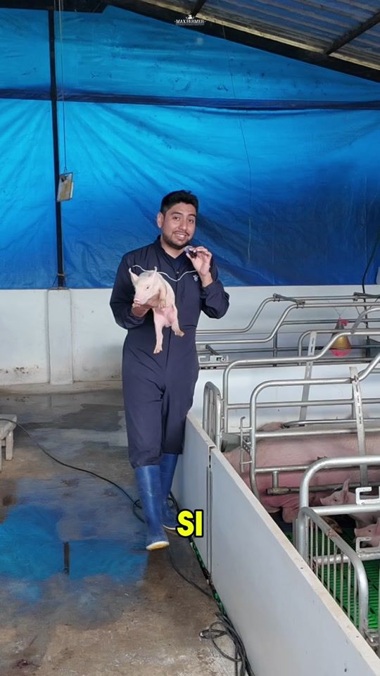 TikTok video thumbnail by max.farmer_