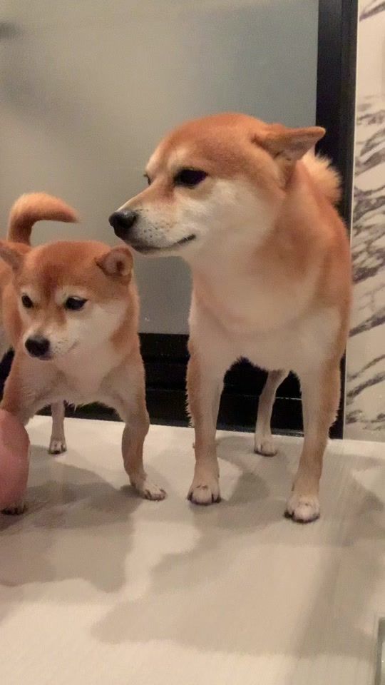 TikTok video thumbnail by shiba_tarohina
