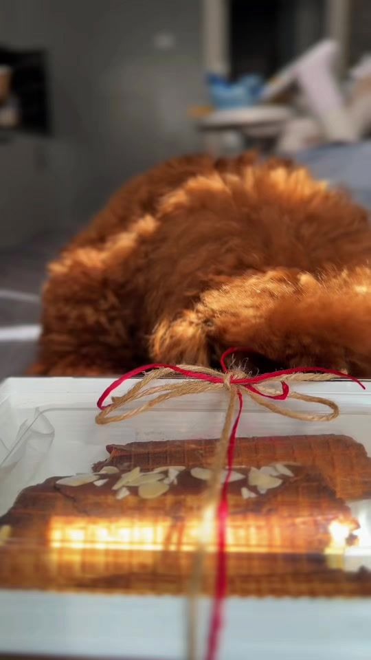 TikTok video thumbnail by juliamih1