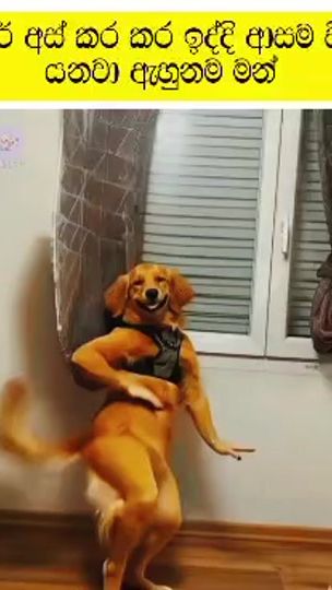 TikTok video thumbnail by tikiri2029
