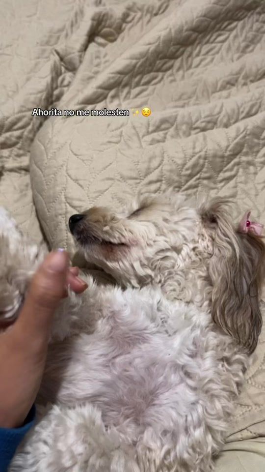 TikTok video thumbnail by lore_lore101