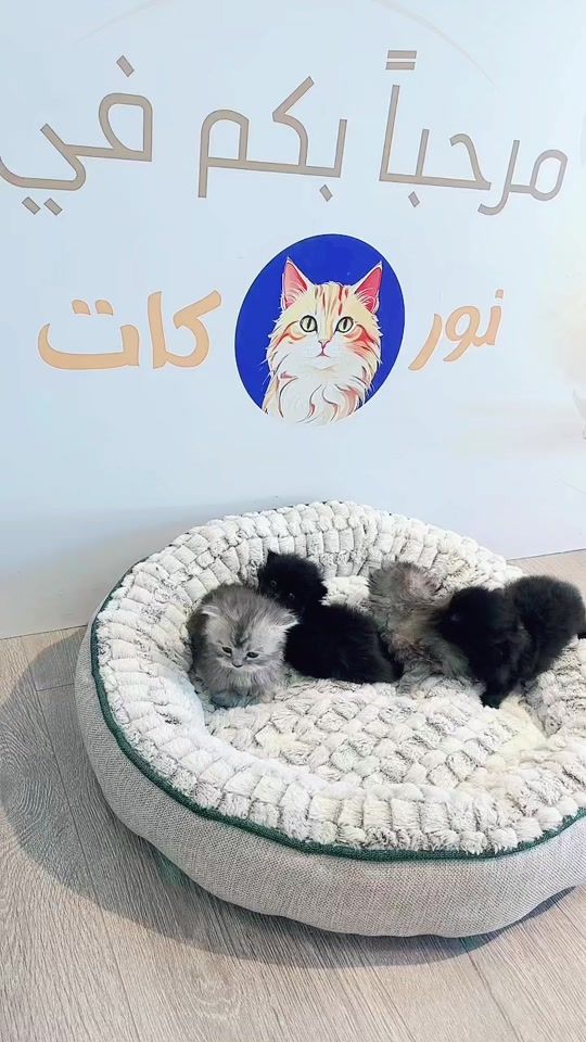 TikTok video thumbnail by noor.cat58