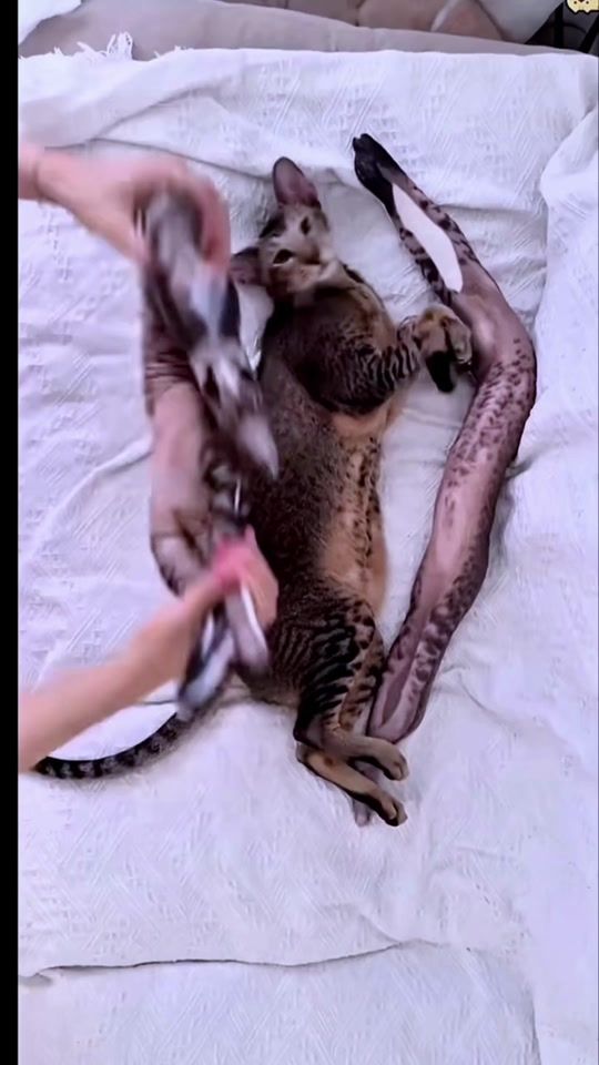 TikTok video thumbnail by man_kinabalu