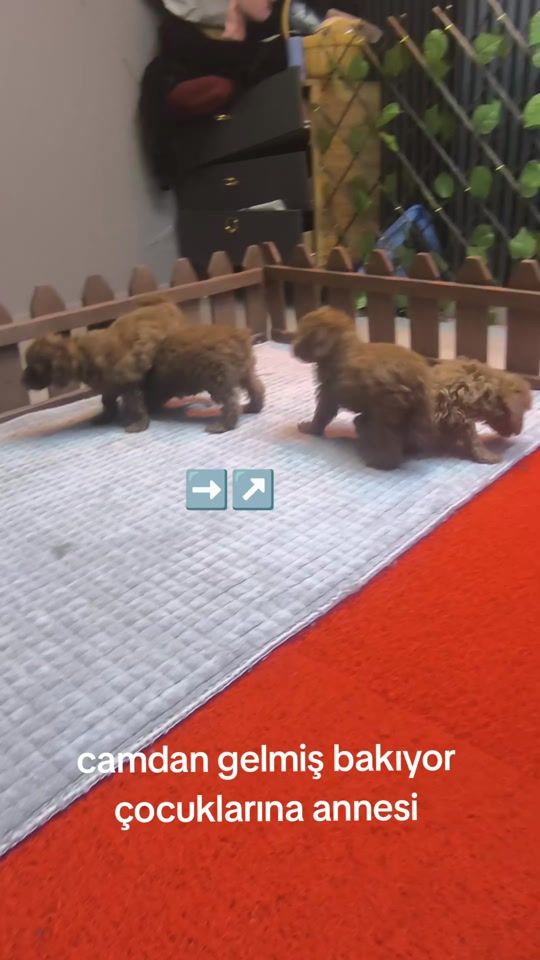 TikTok video thumbnail by pom.padell