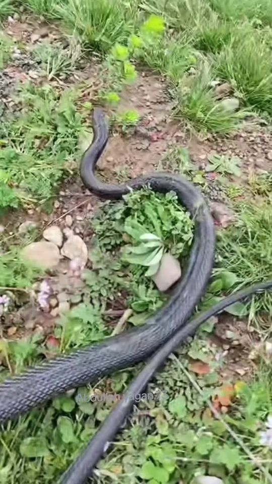 TikTok video thumbnail by abdullah.yagan.73