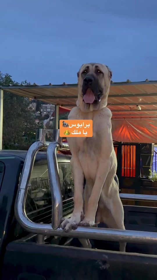 TikTok video thumbnail by hamody.knane