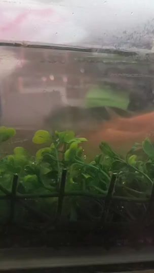 TikTok video thumbnail by john.tikling