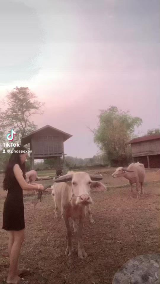 TikTok video thumbnail by phoseexay