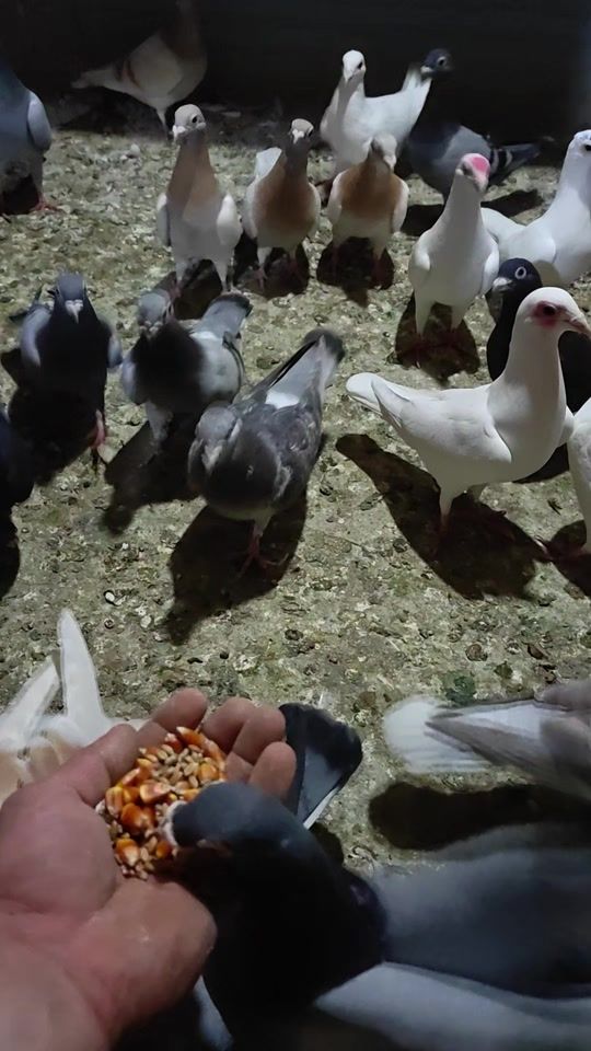 TikTok video thumbnail by sosofofkhadze
