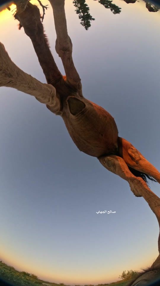 TikTok video thumbnail by bnx.i