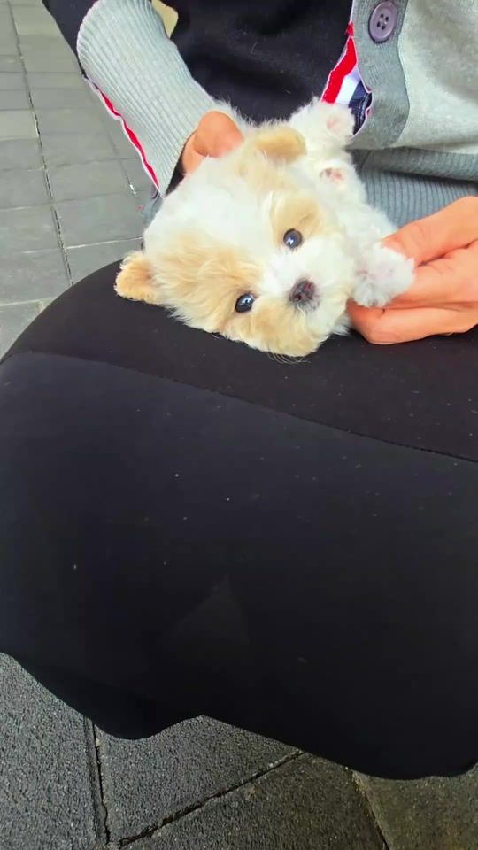 TikTok video thumbnail by dogcastle.th
