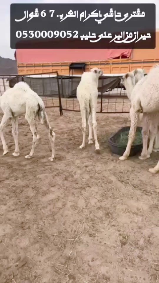 TikTok video thumbnail by a0530009052