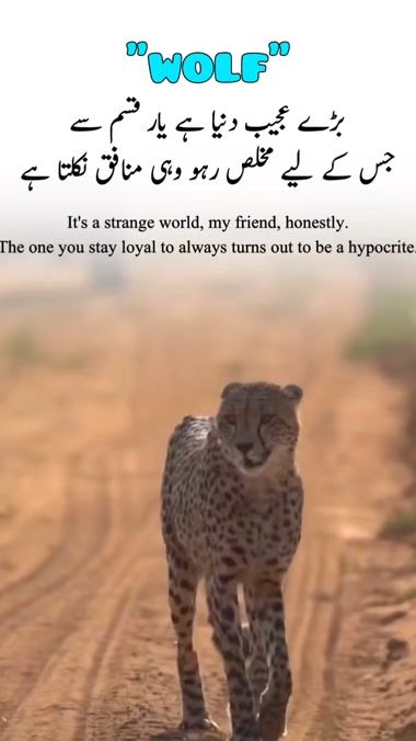 TikTok video thumbnail by wolf_a56