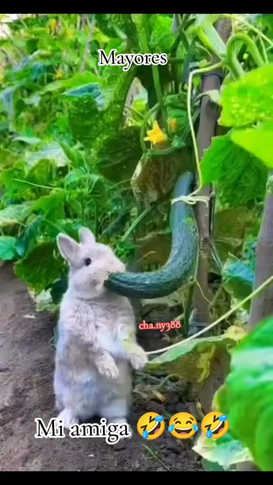 TikTok video thumbnail by cha.ny388