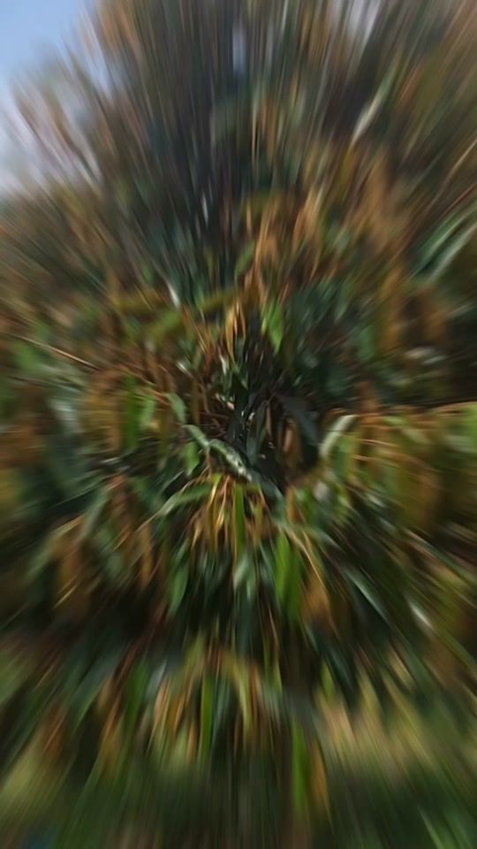 TikTok video thumbnail by pass_9991