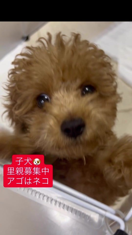 TikTok video thumbnail by ago.cat
