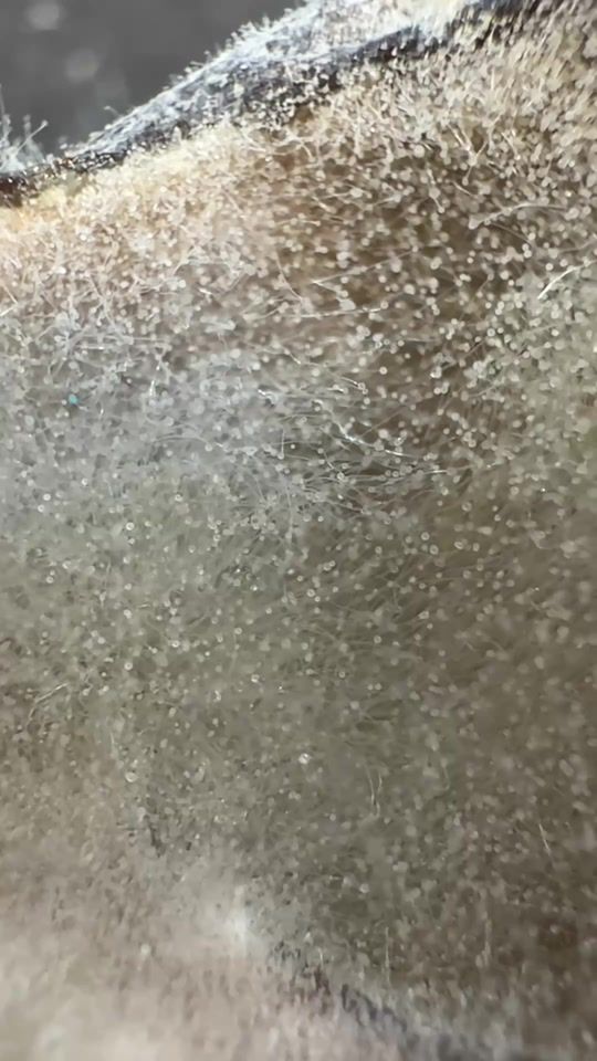 TikTok video thumbnail by papachelfishcooking