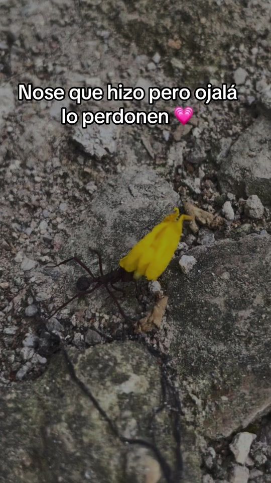 TikTok video thumbnail by mairitha76