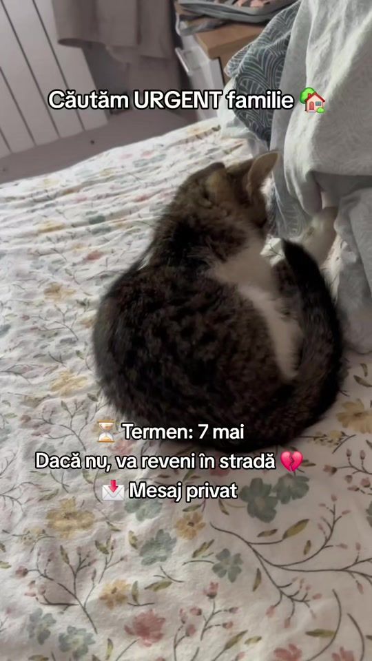 TikTok video thumbnail by dinstradaacasa