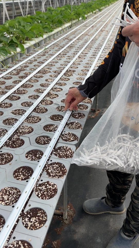 TikTok video thumbnail by aom_phennapha