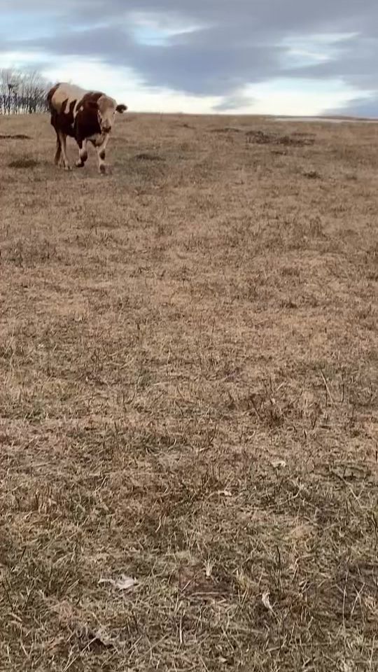 TikTok video thumbnail by fshati.jezerc