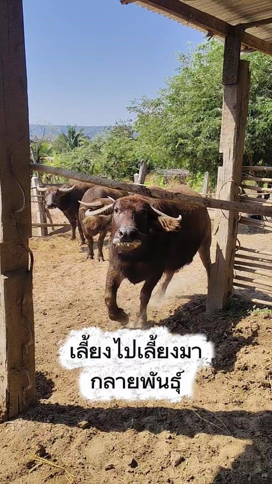 TikTok video thumbnail by rattana.com_