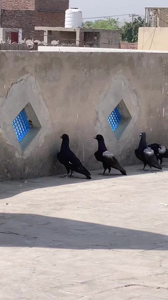 TikTok video thumbnail by mj4080