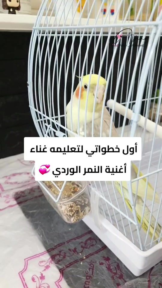 TikTok video thumbnail by azhar__alshareef