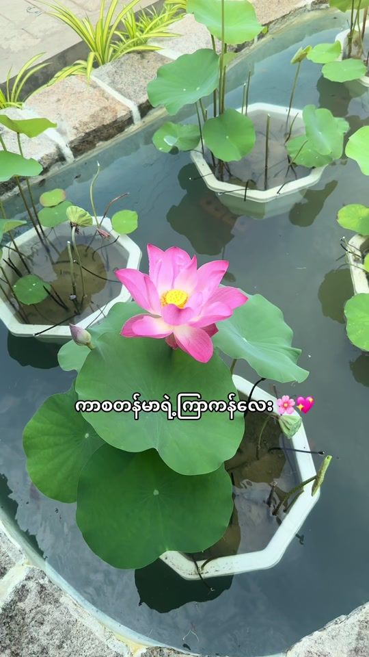 TikTok video thumbnail by dailyplantsdailyflowers