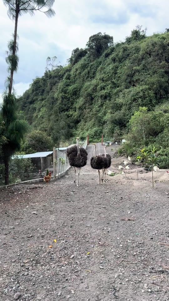 TikTok video thumbnail by avicultura_los_andes
