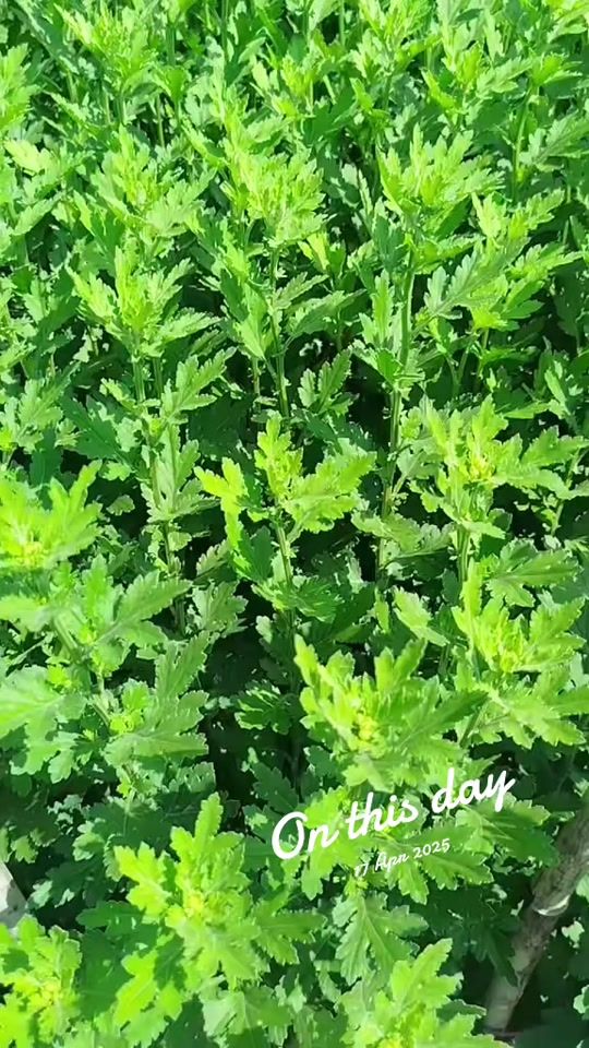 TikTok video thumbnail by kosai15001