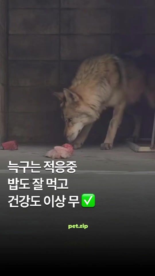 TikTok video thumbnail by pet.zip
