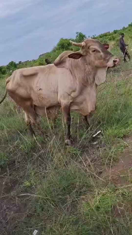 TikTok video thumbnail by hm_farms1