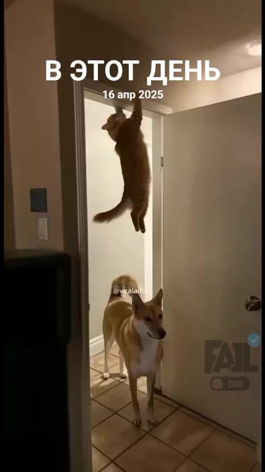 TikTok video thumbnail by frenk_palermo