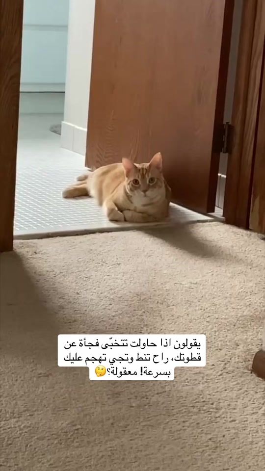 TikTok video thumbnail by ekitten1