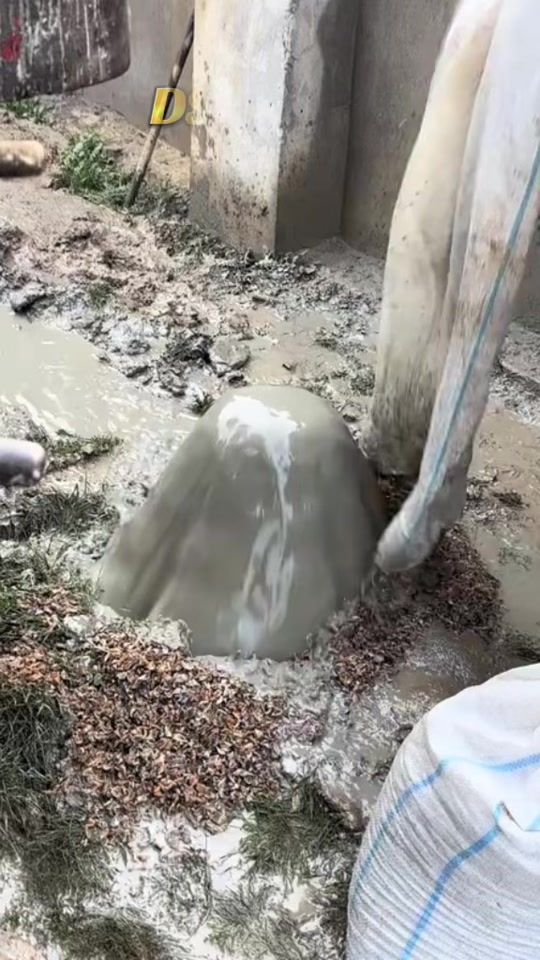 TikTok video thumbnail by ds_forage2