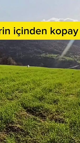 TikTok video thumbnail by av.kopek.egitim.merkezi