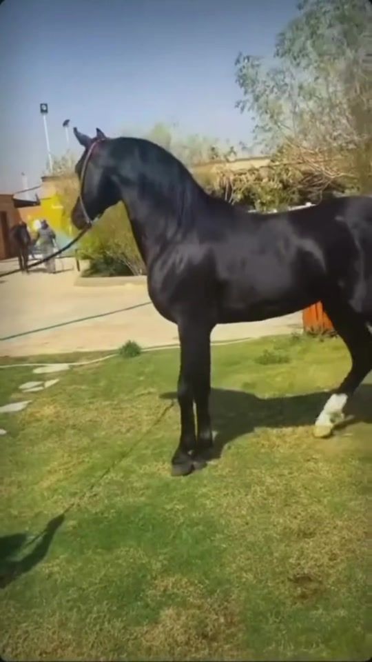 TikTok video thumbnail by deny9560
