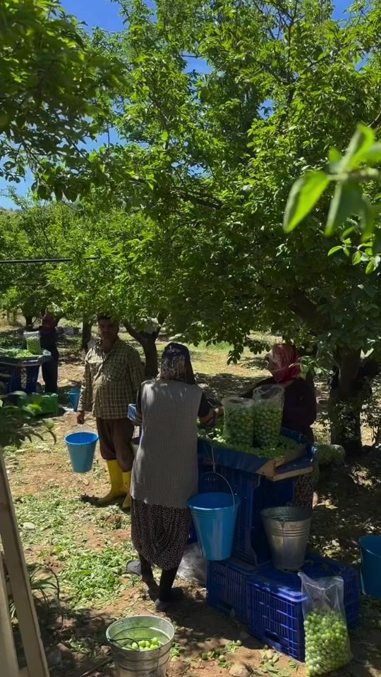 TikTok video thumbnail by koymahsulleri