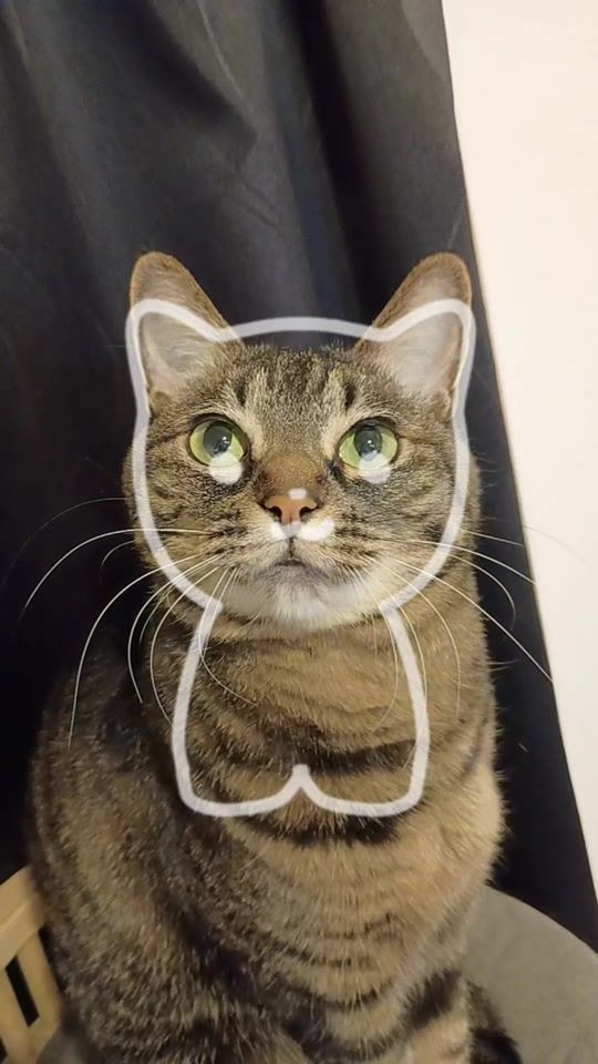 TikTok video thumbnail by hotate.meow