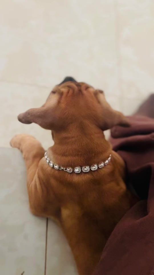 TikTok video thumbnail by elevagepassion