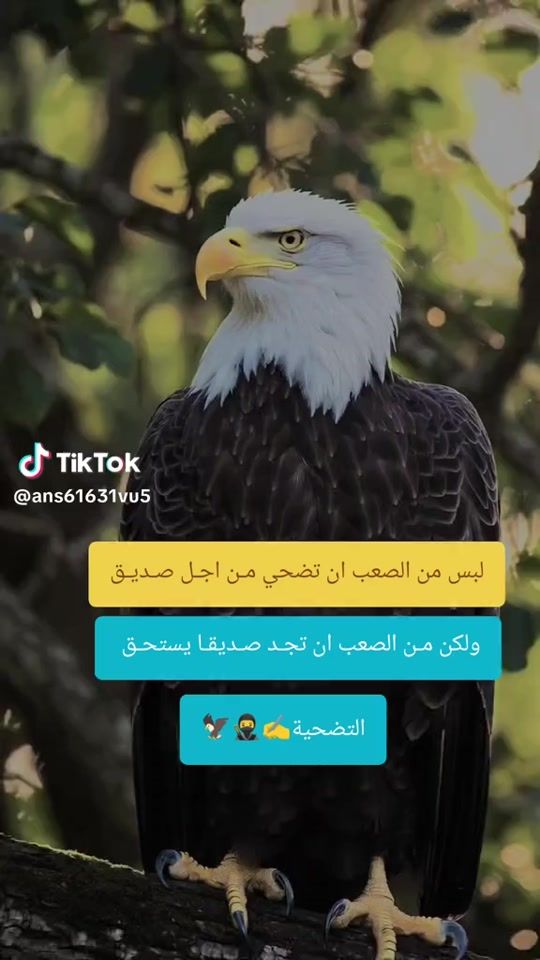 TikTok video thumbnail by yassinbachir8