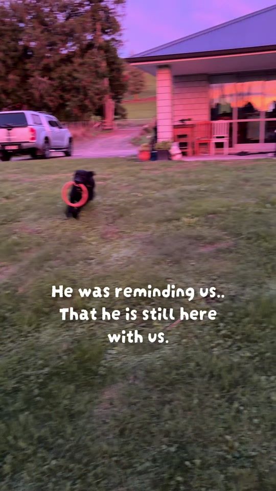 TikTok video thumbnail by schleich._.78