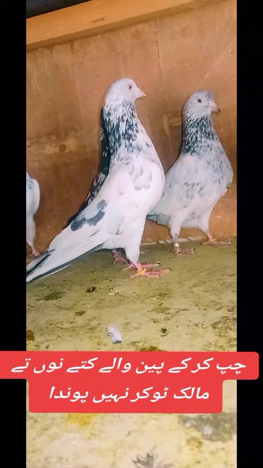 TikTok video thumbnail by shahidabbaskallujutt