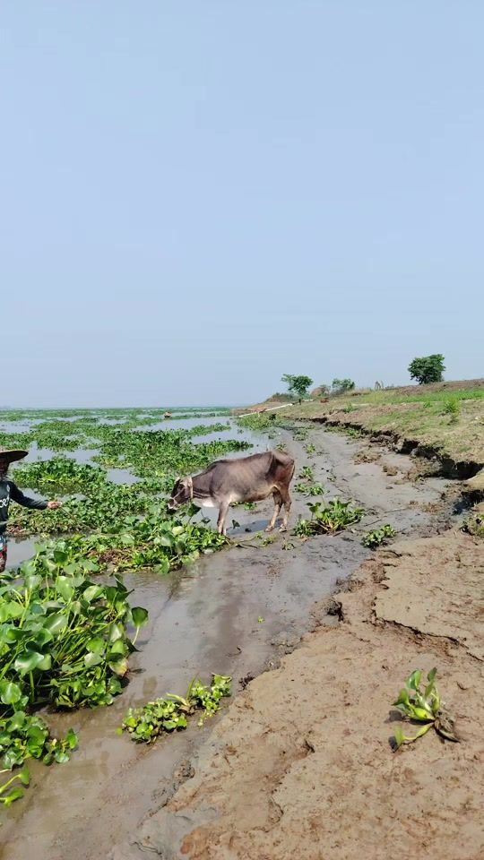 TikTok video thumbnail by md.badal.khan
