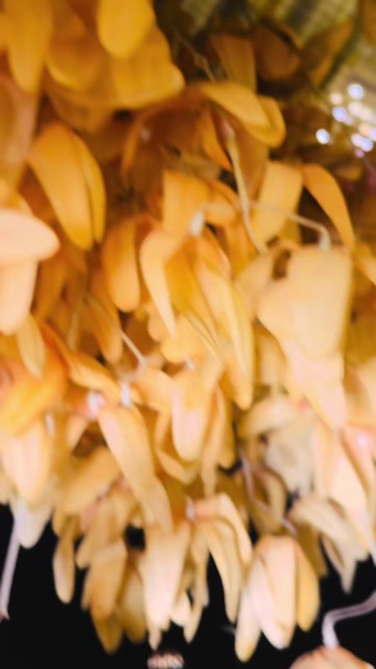 TikTok video thumbnail by allybarhash