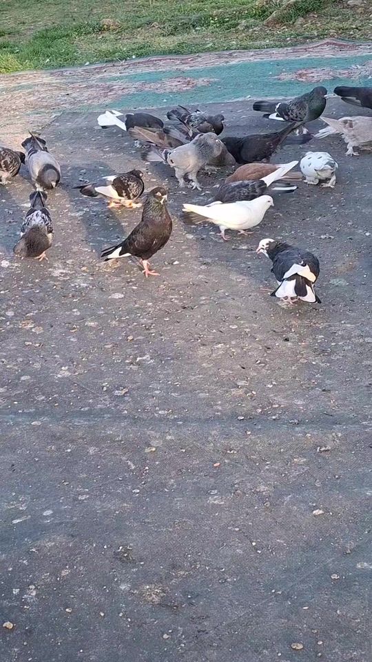 TikTok video thumbnail by elez_rexhepi