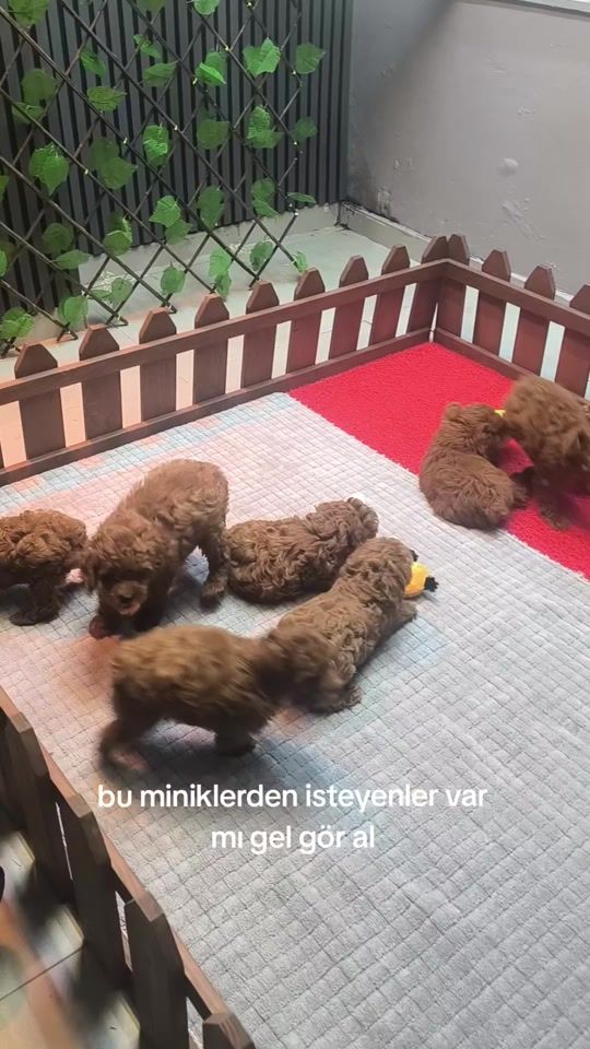 TikTok video thumbnail by pom.padell